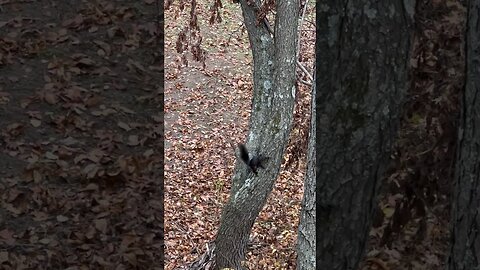 Have you seen a black squirrel before? #shorts #squirrel #hunting #woods #outdoors #nature