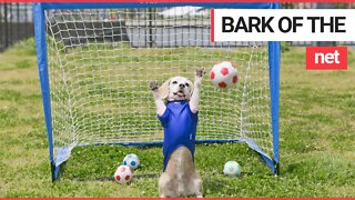 Talented dog attracts worldwide attention with incredible goalkeeping skills