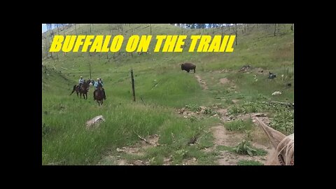 Riding Horses in Deadwood & BUFFALO Encounter
