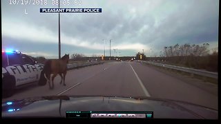 Horse corralled on the road in Pleasant Prairie