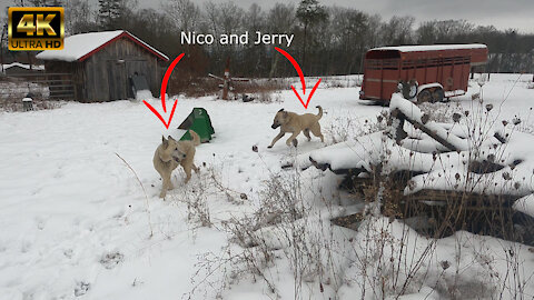 Wolfdog Nico and Kangal Puppy Jerry Playing in the Snow - 4K