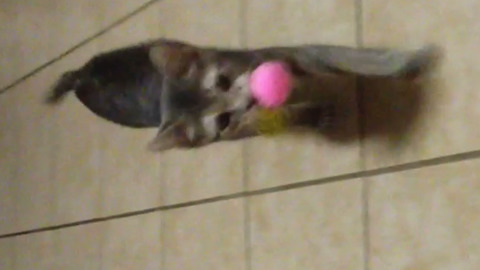 This Cat Loves To Play Fetch