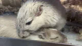 Sleepy hamster gets beauty treatment