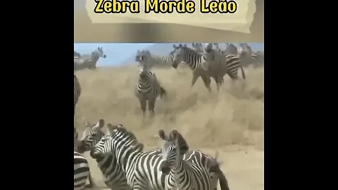 Leão se dando mal ao atacar zebra #shorts