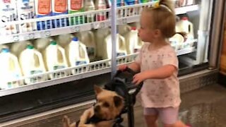 Toddler rides around dog in toy buggy