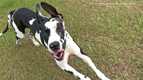 Happy and Athletic Great Danes Love To Run and Play