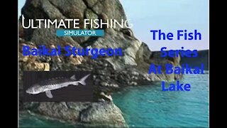 Ultimate Fishing Simulator: The Fish - Baikal Lake - Baikal Sturgeon - [00022]