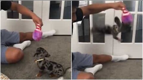 Une petite chienne teckel fait un salto involontaire!