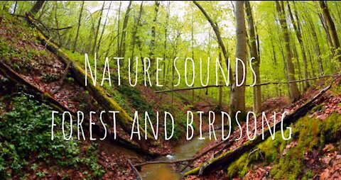 Nature sounds for relaxation and meditation - forest stream and birdsong