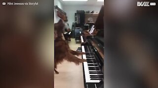 Avete mai visto un cane pianista?