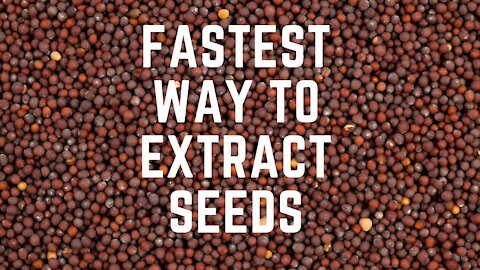 Fastest Way to Extract Seeds from Seed Pods