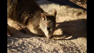 Baby wallaby accepts food from visitors on Australian island