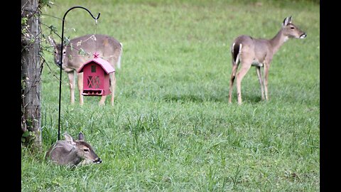 Texas Night Hogs & Deer Weekly, 4/12/23