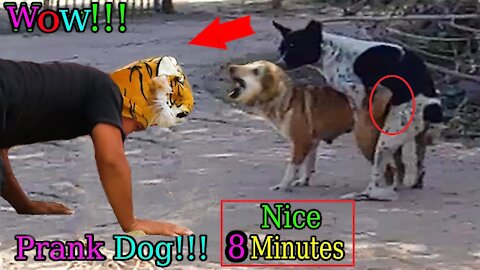 Wow Nice Fake Tiger Prank Dog Fly Try To Stop Laugh Challenge Pranks