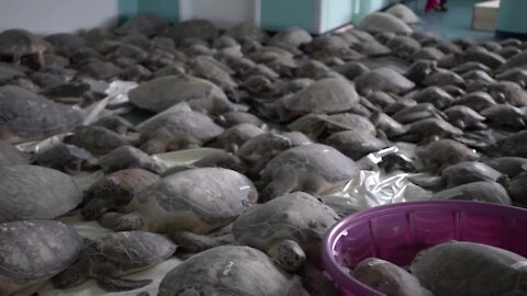 Volunteers rescue hundreds of cold-stunned sea turtles in Texas