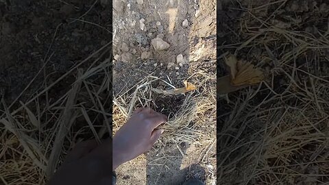 Update about Sweet Maize after a week of planting | #shorts #short #shortvideo #shortsvideo #like