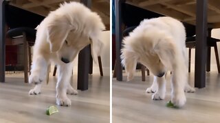 Puppy's Precious First Encounter With A Slice Of Lime