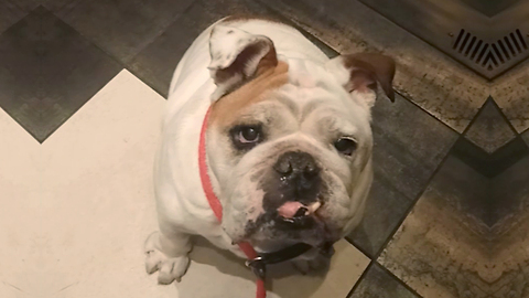 Porkchop The Bulldog Loves Getting Treats And He Knows How To Get Them