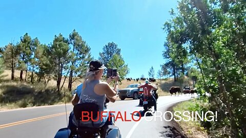STURGIS 2022! NEEDLES HWY! CUSTER STATE PARK!
