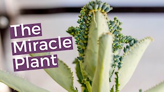 Leaf of Life | 7 Incredible Benefits of Bryophyllum Pinnatum