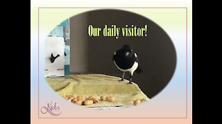 Our daily visitor!