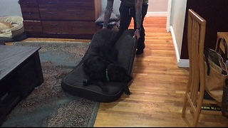 Spoiled Labrador Tricks Owner Into Dragging Its Bed Around