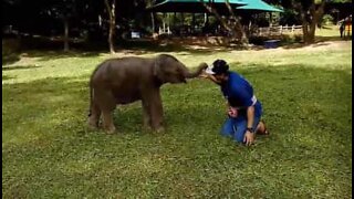L'elefante goffo gioca con il guardiano del parco