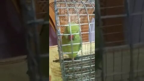 Cute parrot 🐦🦜##