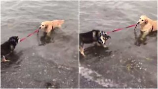 Cane trascina l'amico a fare il bagno