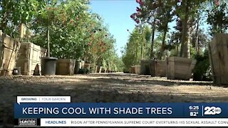 Growing Your Garden: Keeping Cool with Shade Trees