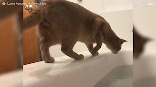 Un chat en pousse un autre dans une baignoire remplie d'eau...