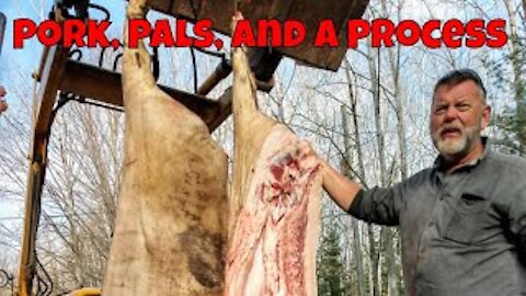 Pork, Pals, and a Process: Homestead hog harvest back brief