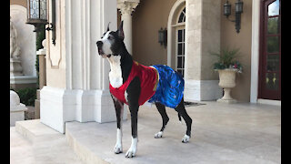 Wonder Woman Great Dane Watch Dog Guards Her House