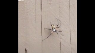 Spider