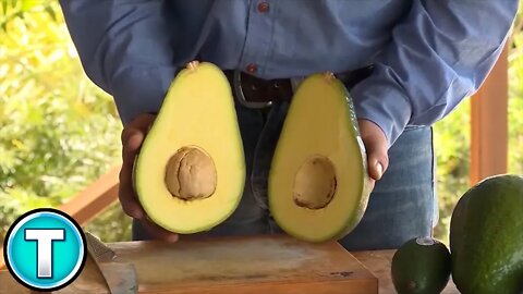 Avozilla - The World's Largest Avocado
