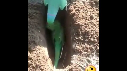 The Love Of the parrot died,the parrot cried a lot on his grave.Very Emotional Video Ever 😭 😭 😭