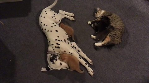 Dalmatian shares kitten responsibilities with mother cat