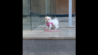 Puppy Runs Head First Into Glass Door
