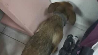 Cão não consegue esconder remorsos após destruir sapato