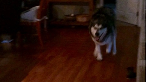 Malamute sprinting with joy for happy hour