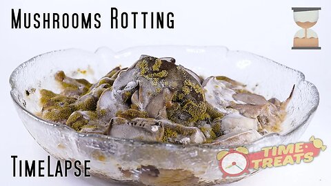 Mushrooms rotting satisfying video - Time lapse Video Time Treats