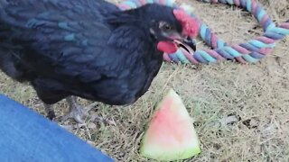 Chicken Eating Watermelon