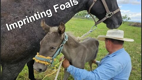 First 48 Hours of Imprinting Foals on the Hashknife Ranch