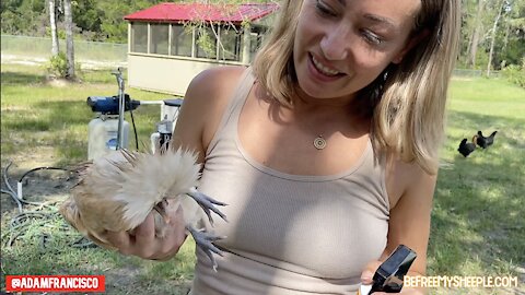 The Baby Chicken Has Pinkeye! (Bunnell, FL)