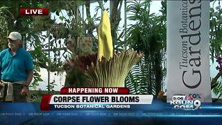 Rare corpse flower beginning to bloom at Tucson Botanical Gardens