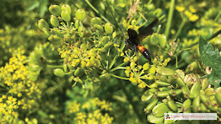 Attracting Parasitic Wasps To Your Garden With Parsnip Flowers