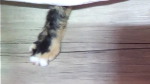 Hidden cat attacks finger