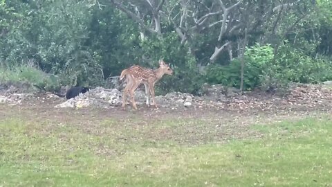 Cat Stalks And Scares Newborn Fawn