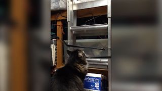 Curious Cat Climbs A Ladder To Hideaway