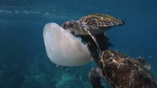 Three turtles share a delicious jellyfish